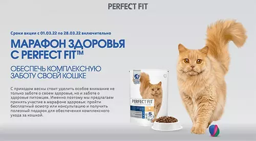 Акция Perfect Fit: «День кошек. Марафон здоровья»